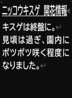 開花状況　7/10