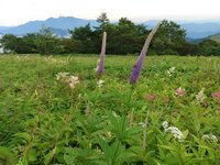 キスゲの見頃は終了しましたが、これから花の種類は一番多くなる季節です。