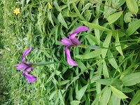 ノハナショウブ開花