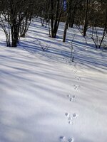 今朝の気温2℃　4月頃の暖かさで雪解けが一気に進んでいます。