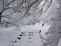 昨日は約20ｃｍの降雪がありました。今日は日中も気温が上がらず草木に付いた雪も落ちませんでした。