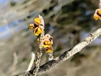 今朝の気温1℃　マンサクの蕾が開きはじめました。今年も春が始まります。