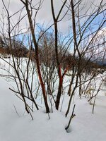 今朝の気温6℃　雪解けが進んでいましたが、4/1からの大雪で雪景色に戻りました。