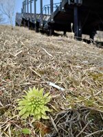 今朝の気温16℃　蕗の薹が芽吹き始めました。
