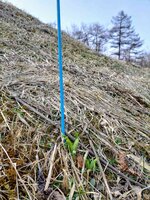 今年も芽吹き始めました。