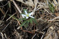 ヒメイチゲ　開花
