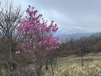 アカヤシオ　開花