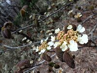 オオカメノキ(ムシカリ)　開花