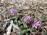 ショウジョウバカマ　開花