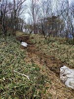 登山道情報　丸山～八平ヶ原間の雪はほぼなくなりました。夏道問題なく通行できます。