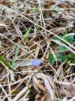 フデリンドウ　開花