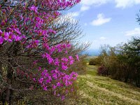 トウゴクミツバツツジ　開花