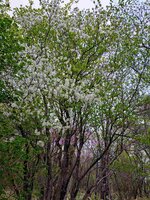 シロヤシオ　開花