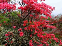 ヤマツツジ　開花