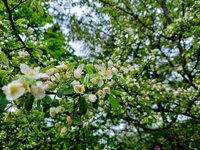 ズミ　開花
