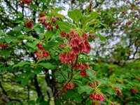 ベニサラサドウダン　開花