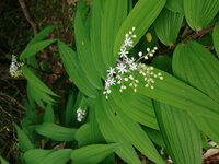 ハルナユキザサ　開花