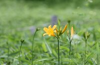 ニッコウキスゲ　開花　　※園内で数輪。見頃は少し先です。
