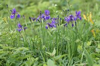 アヤメ　開花