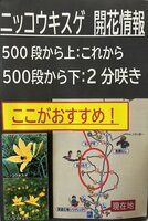 開花情報　6/22