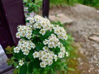 イワシモツケ　開花