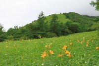 開花情報　6/24　500段から下4分咲き