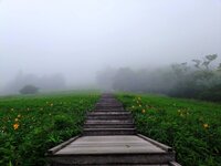 開花状況　6/26　500段付近