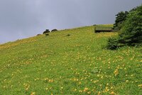 開花状況　7/2　園内全体で見頃