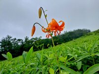 クルマユリ　開花
