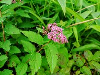 シモツケ　開花