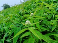 ヨツバヒヨドリ　開花