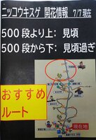 開花状況　7/7　ピークは過ぎました