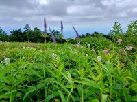 キスゲの見頃は終了しました。これからは夏の花がたくさん咲く季節です。