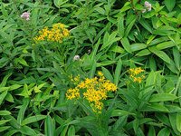 キオン　開花