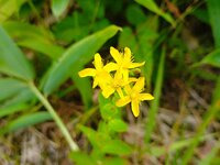オトギリソウ　開花