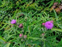 ノハラアザミ　開花