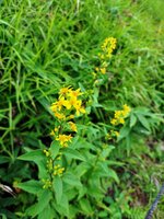 アキノキリンソウ　開花