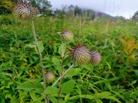 オヤマボクチ　開花