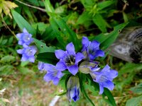 リンドウ　開花