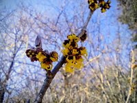 今朝の気温2℃　マンサク開花