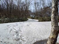 今朝の気温7℃　周辺情報　丸山まで巡視を行いました。例年通り一部残雪があります。
