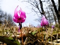 今朝の気温8℃　カタクリ開花