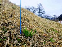 芽が出ました。雪が少なく例年より早いです。