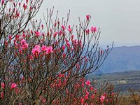 今朝の気温10℃　アカヤシオ開花