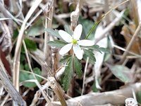今朝の気温12℃　ヒメイチゲ開花