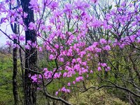 周辺情報　霧降滝付近のトウゴクミツバツツジ