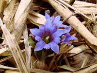 フデリンドウ開花