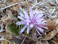 ショウジョウバカマ開花