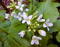 今朝の気温11℃　ワサビ開花