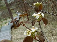 今朝の気温11℃　オオカメノキ開花